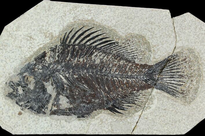 Bargain 5.3" Fossil Fish (Cockerellites) - Green River Formation